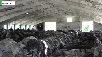 Фотография к новости: В Алматинской области сельчане задыхаются от трупного запаха