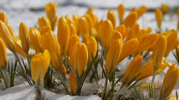 Фотография к новости: Снег и град прогнозируют синоптики в Казахстане