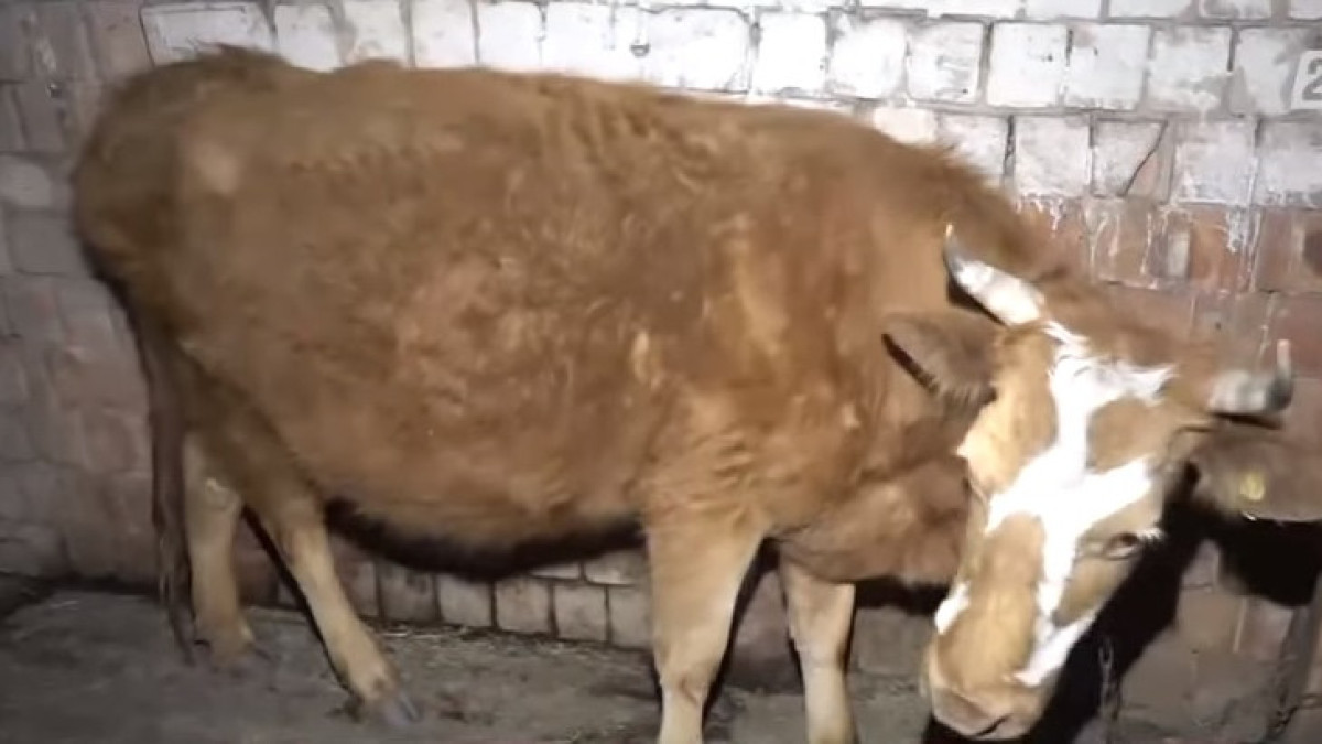  скриншот с видео