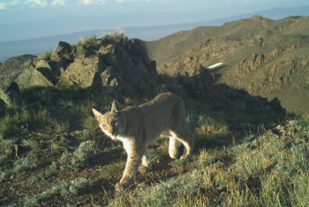 Фотография к новости: Рысь попала в фотоловушку в Алматинской области