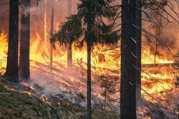 Фотография к новости: Из-за риска пожаров казахстанцам могут  запретить ходить в лес летом