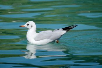 Фотография к новости: В нескольких районах Москвы объявлен карантин из-за птичьего гриппа