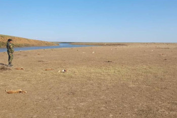 Фотография к новости: Около 150 трупов сайгаков обнаружили в ЗКО