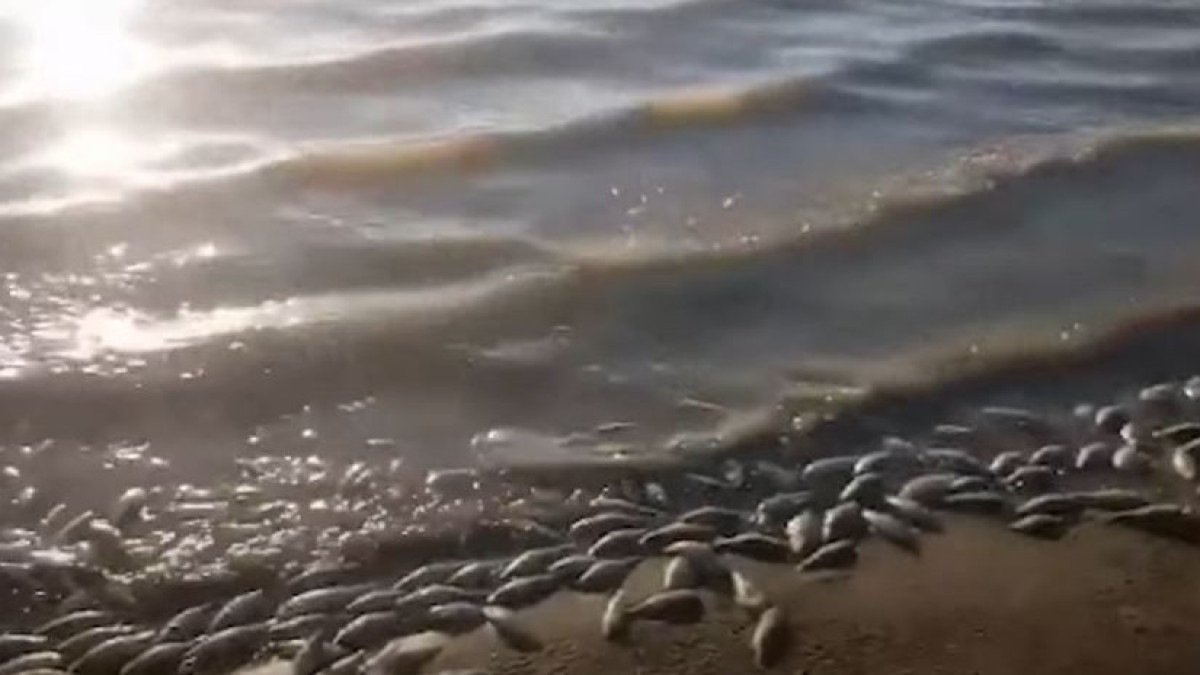  петропавловск.news