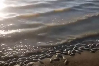 Фотография к новости: Причину массовой гибели рыбы в СКО выяснили экологи