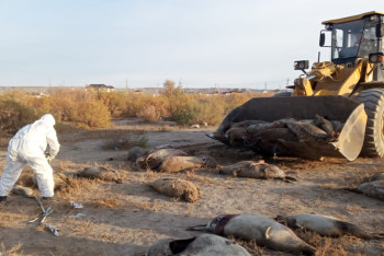 Фотография к новости: Гибель тюленей, судьба Каспия и озера Караколь: как решаются проблемы экологии Мангистау