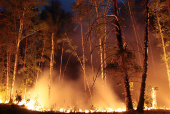 Фотография к новости: Площадь пожара на востоке Казахстана увеличилась до 1100 гектаров