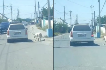 Фотография к новости: "Привязал собаку к автомобилю и тащил": в Шымкенте установили личность водителя