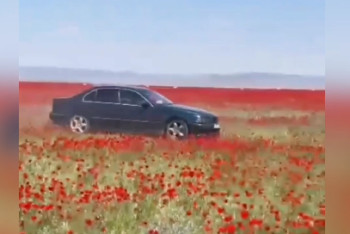 Фотография к новости: Водитель BMW дрифтовал на маковых полях близ Алматы