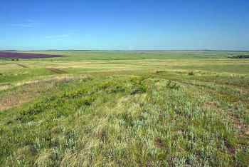 Фотография к новости: Пастуха и его лошадь убило молнией в СКО