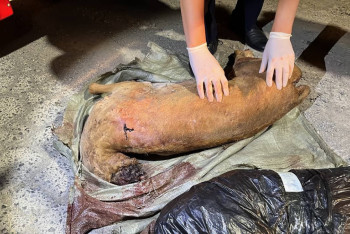 Фотография к новости: Туши джейранов изъяли у браконьеров в Кызылорде