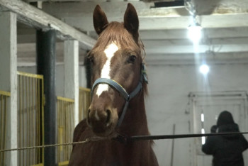Фотография к новости: Уникальная костанайская порода лошадей находится на грани исчезновения