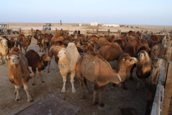 Фотография к новости: На субсидирование сельского хозяйства в Мангистау выделено 1,9 млрд тенге