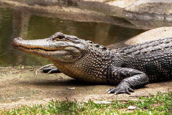 Фотография к новости: По стопам Бэтмена: боец ММА сразился с трёхметровым аллигатором