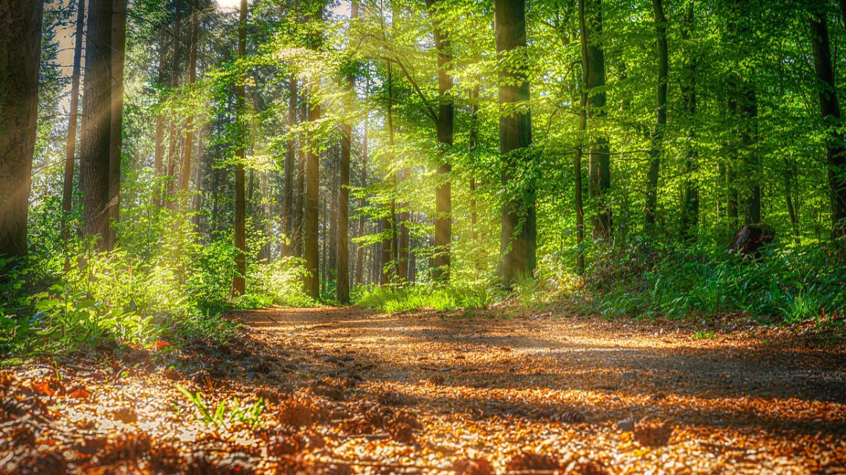  pixabay.com / иллюстративное фото