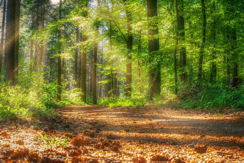 Фотография к новости: Спала в лесу: страдающую потерей памяти россиянку нашли в Кокшетау