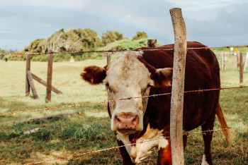 Фотография к новости: Четверых заболевших сибирской язвой выявили в Жамбылской области