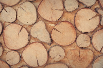 Фотография к новости: Продлён запрет на вывоз лесоматериалов из Казахстана