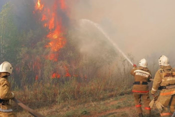 Фотография к новости: 14 работников лесничеств в области Абай перестали выходить на связь