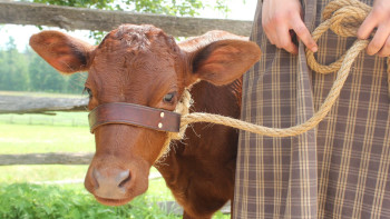 Фотография к новости: Ограничение на вывоз бычков и баранчиков снова продлили в Казахстане