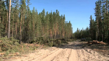 Фотография к новости: Круглосуточно охранять леса от огня будут в Павлодарской области