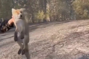 Фотография к новости: Трогательные кадры спасения лисёнка в сгоревшем лесу в области Абай опубликовали в Сети