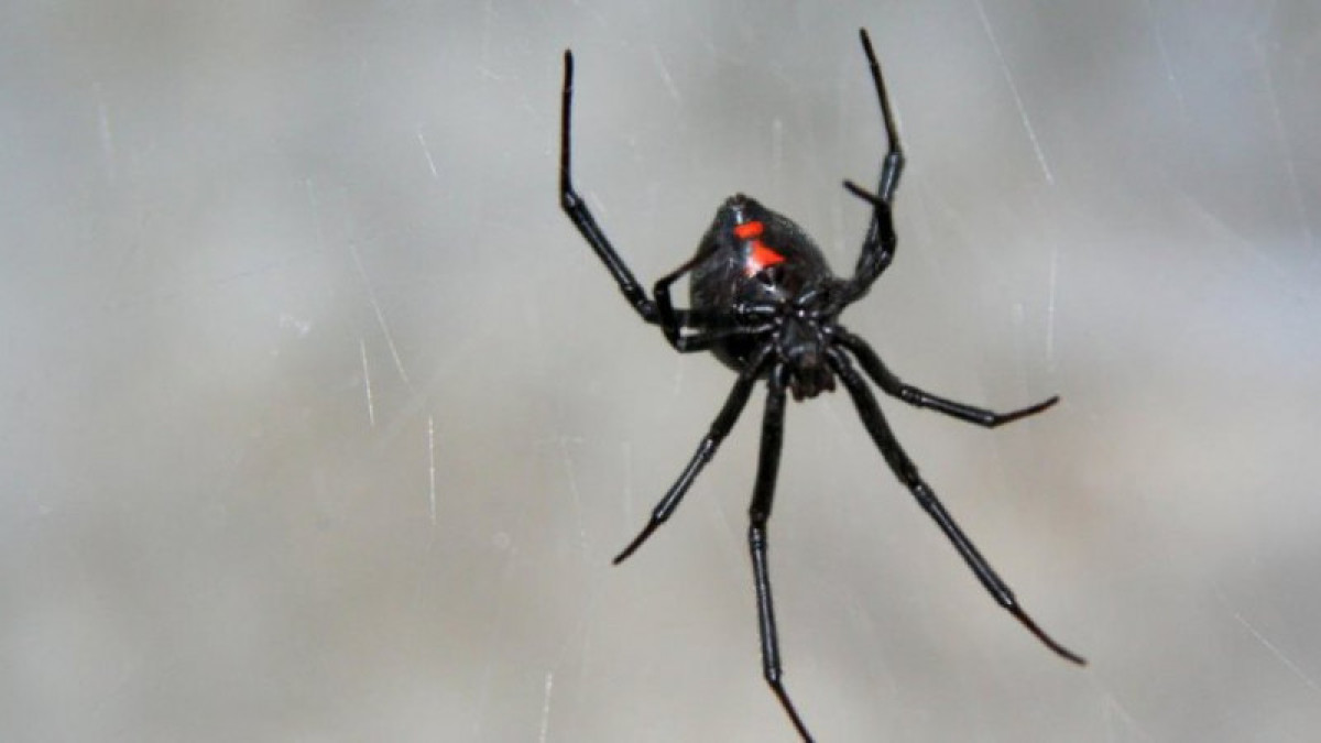  Фото взято с сайта otyrar.kz