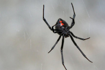 Фотография к новости: В Шымкенте 8 человек пострадали от укуса каракуртов