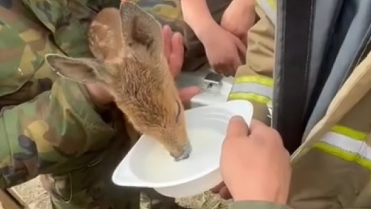  скриншот видео