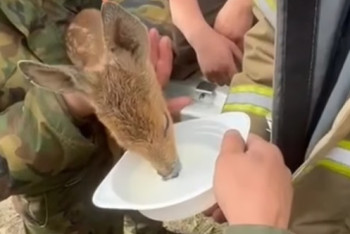 Фотография к новости: Кадры спасения оленёнка пожарными умилили Казнет
