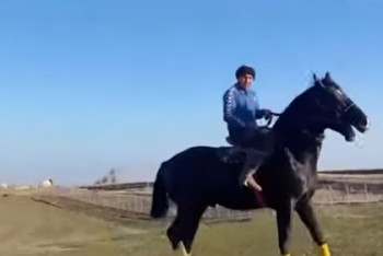 Фотография к новости: Фермер из Туркестана вывел породу лошадей для кокпара