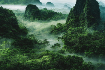 Фотография к новости: Планета лишилась тропических лесов площадью размером со Швейцарию