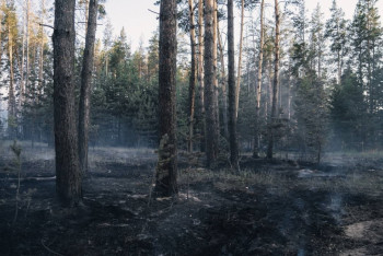 Фотография к новости: В Абайской области нет незаконной вырубки сгоревшего леса - акимат