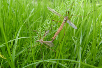 Фотография к новости: 43 места в Астане, где есть риск заразиться туляремией, назвали эпидемиологи