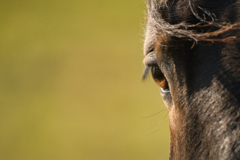 Фотография к новости: Туши лошадей обнаружили на свалке в Павлодарском