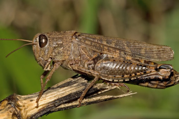 Фотография к новости: "Мы предупреждали акиматы" - депутат о нашествии саранчи