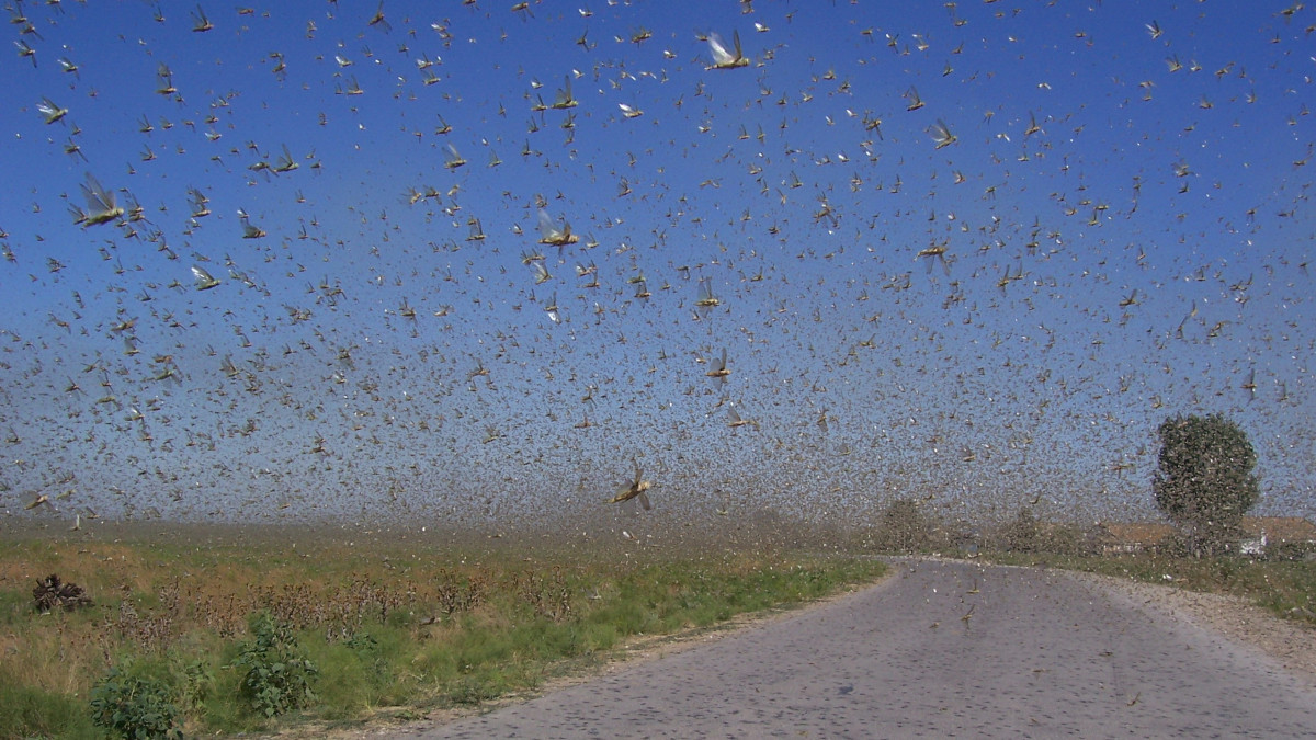  wikimedia.org/Петр Бобровничий