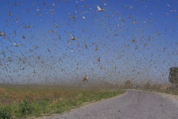 Фотография к новости: Полчища саранчи атаковали поля в Костанайской области. Урожай под угрозой