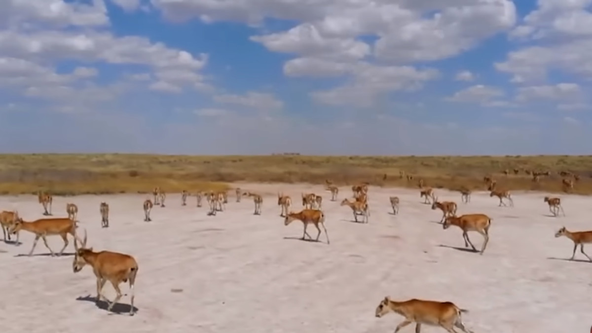  youtube.com/@AniFactss