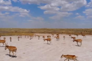 Фотография к новости: Из-за нашествия сайгаков фермеры ЗКО просят объявить режим ЧС