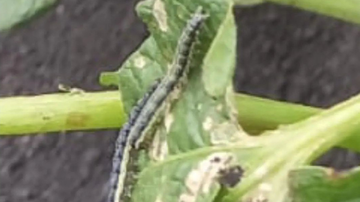  предоставлено жителями села