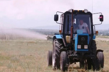 Фотография к новости: Саранча распространится на площади 1,6 гектара - Минсельхоз