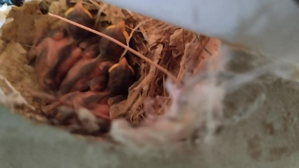  Пресс-служба ТШО