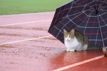 Фотография к новости: В большинстве регионов Казахстана в пятницу пройдут дожди
