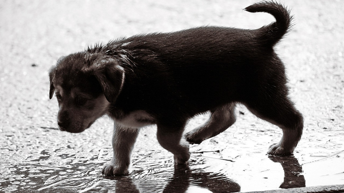  merz_ingbert/pixabay.com