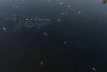 Фотография к новости: Около 17 кг мертвой рыбы извлекли из реки в Атырауской области