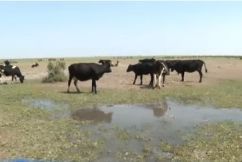 Фотография к новости: Бани загрязняют сточной водой пастбища в Туркестанской области