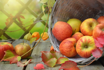 Фотография к новости: "Апорт" предложили включить в список географических указаний стран