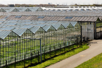 Фотография к новости: На грани банкротства: Почти на 20% сократились площади промышленных теплиц в Казахстане