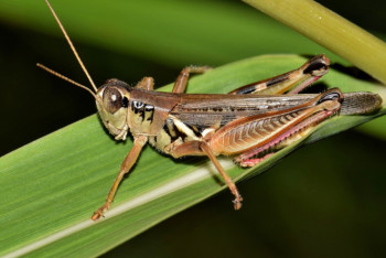 Фотография к новости: Для уничтожения саранчи в Костанайскую область везут дополнительные препараты